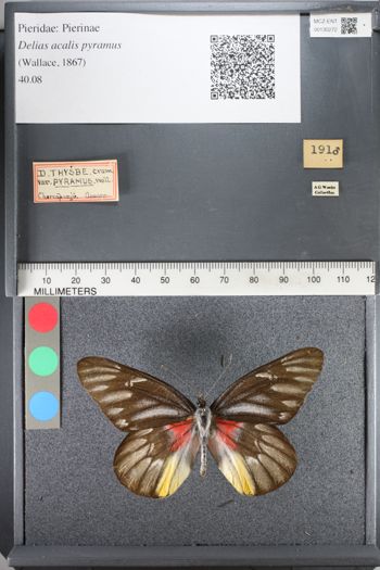 Media type: image;   Entomology 130272